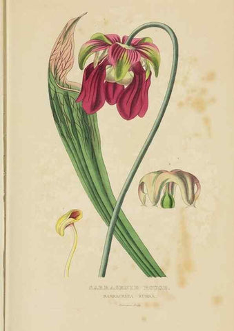 Reproducción/Reproduction 9368504135: Dictionnaire classique des sciences naturelles :. Brussels :Meline, Cans et Ce.,1853.