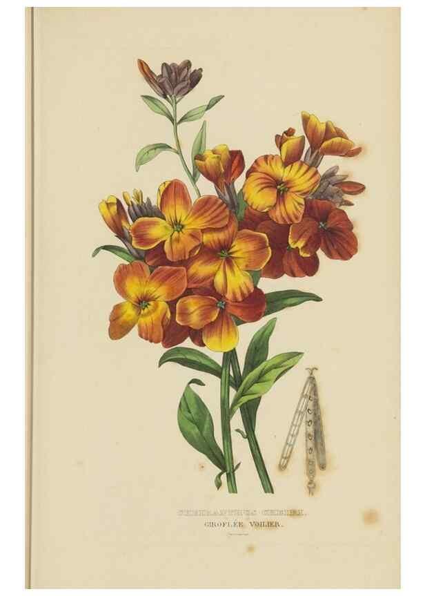 Reproducción/Reproduction 9371284114: Dictionnaire classique des sciences naturelles :. Brussels :Meline, Cans et Ce.,1853.