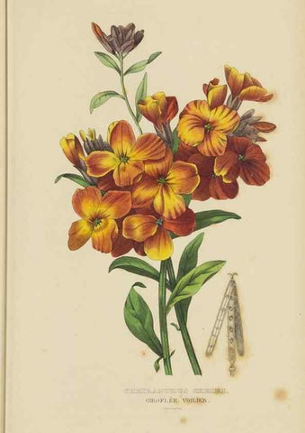 Reproducción/Reproduction 9371284114: Dictionnaire classique des sciences naturelles :. Brussels :Meline, Cans et Ce.,1853.