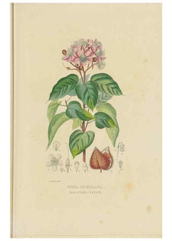 Reproducción/Reproduction 9368506037: Dictionnaire classique des sciences naturelles :. Brussels :Meline, Cans et Ce.,1853.