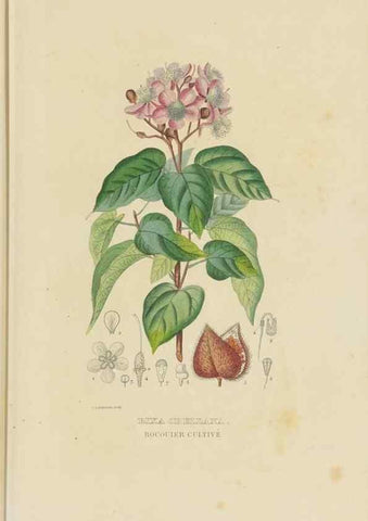 Reproducción/Reproduction 9368506037: Dictionnaire classique des sciences naturelles :. Brussels :Meline, Cans et Ce.,1853.