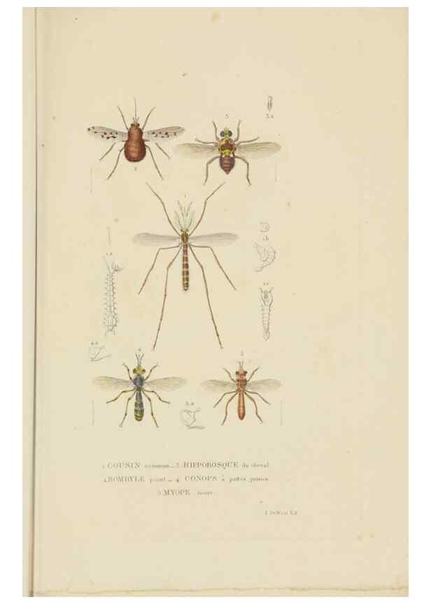 Reproducción/Reproduction 9368491427: Dictionnaire classique des sciences naturelles :. Brussels :Meline, Cans et Ce.,1853.