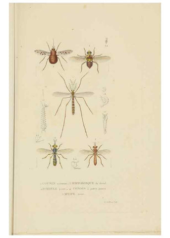 Reproducción/Reproduction 9368491427: Dictionnaire classique des sciences naturelles :. Brussels :Meline, Cans et Ce.,1853.