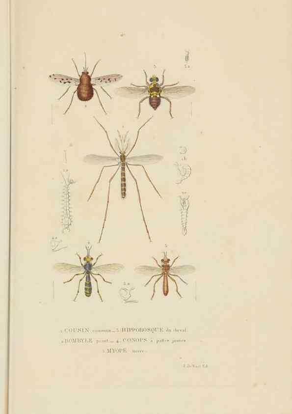 Reproducción/Reproduction 9368491427: Dictionnaire classique des sciences naturelles :. Brussels :Meline, Cans et Ce.,1853.