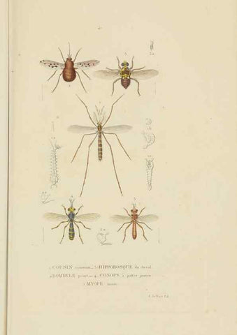Reproducción/Reproduction 9368491427: Dictionnaire classique des sciences naturelles :. Brussels :Meline, Cans et Ce.,1853.