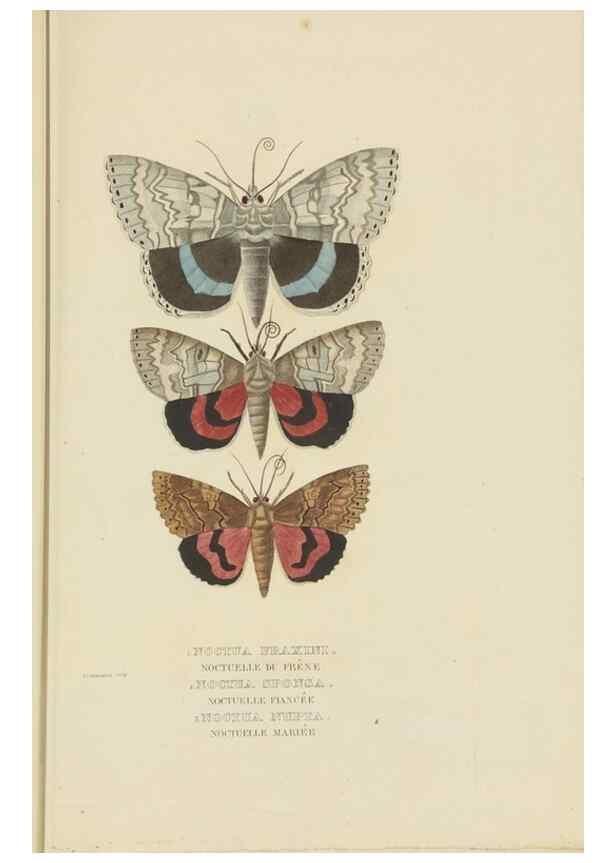 Reproducción/Reproduction 9368490623: Dictionnaire classique des sciences naturelles :. Brussels :Meline, Cans et Ce.,1853.