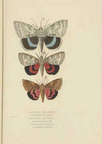 Reproducción/Reproduction 9368490623: Dictionnaire classique des sciences naturelles :. Brussels :Meline, Cans et Ce.,1853.