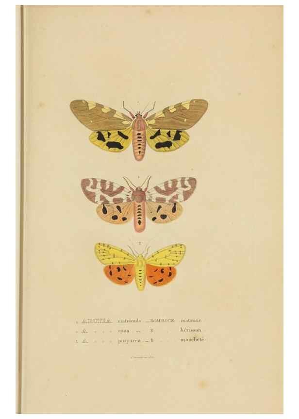 Reproducción/Reproduction 9371268592: Dictionnaire classique des sciences naturelles :. Brussels :Meline, Cans et Ce.,1853.