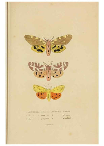 Reproducción/Reproduction 9371268592: Dictionnaire classique des sciences naturelles :. Brussels :Meline, Cans et Ce.,1853.
