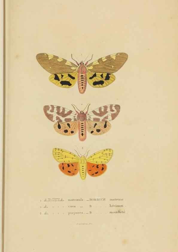 Reproducción/Reproduction 9371268592: Dictionnaire classique des sciences naturelles :. Brussels :Meline, Cans et Ce.,1853.