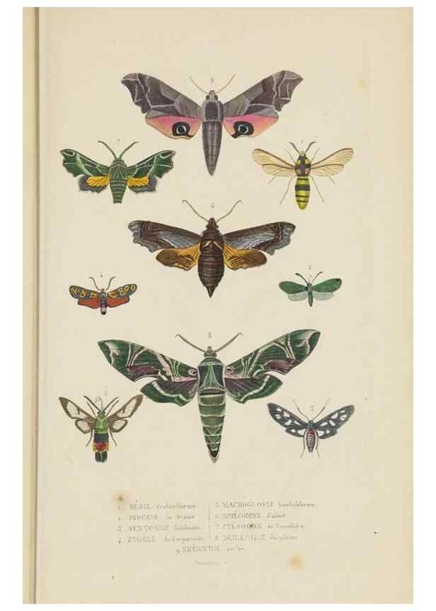 Reproducción/Reproduction 9368488939: Dictionnaire classique des sciences naturelles :. Brussels :Meline, Cans et Ce.,1853.