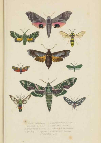 Reproducción/Reproduction 9368488939: Dictionnaire classique des sciences naturelles :. Brussels :Meline, Cans et Ce.,1853.
