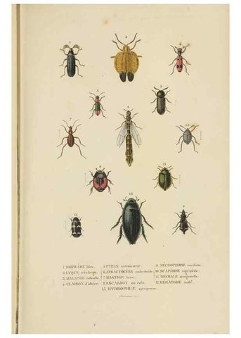 Reproducción/Reproduction 9368474649: Dictionnaire classique des sciences naturelles :. Brussels :Meline, Cans et Ce.,1853.