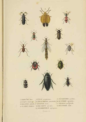 Reproducción/Reproduction 9368474649: Dictionnaire classique des sciences naturelles :. Brussels :Meline, Cans et Ce.,1853.