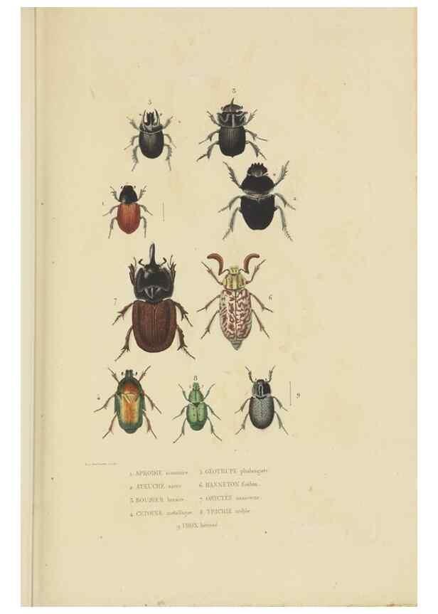 Reproducción/Reproduction 9371254374: Dictionnaire classique des sciences naturelles :. Brussels :Meline, Cans et Ce.,1853.