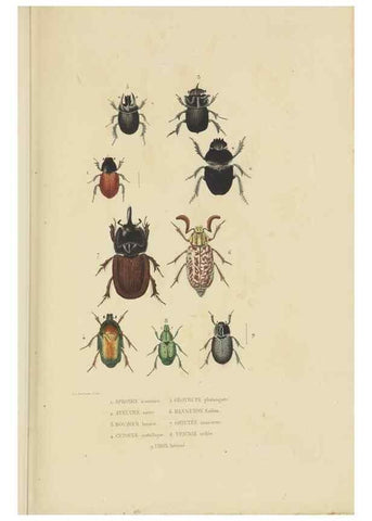 Reproducción/Reproduction 9371254374: Dictionnaire classique des sciences naturelles :. Brussels :Meline, Cans et Ce.,1853.