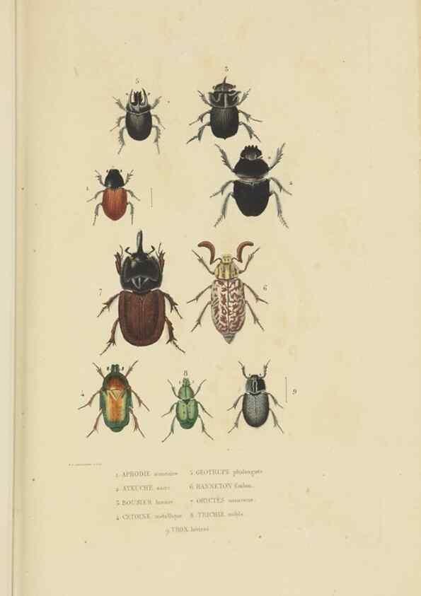 Reproducción/Reproduction 9371254374: Dictionnaire classique des sciences naturelles :. Brussels :Meline, Cans et Ce.,1853.