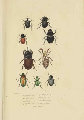 Reproducción/Reproduction 9371254374: Dictionnaire classique des sciences naturelles :. Brussels :Meline, Cans et Ce.,1853.