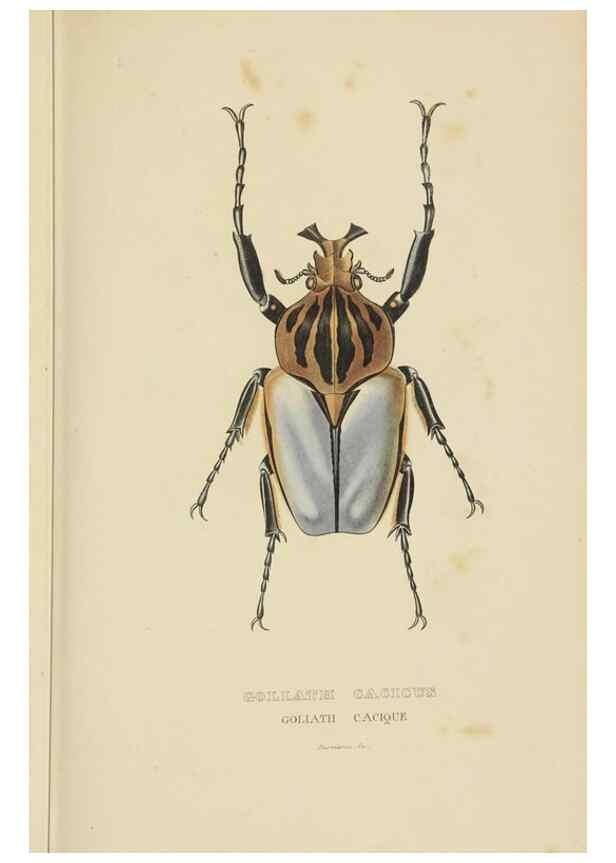 Reproducción/Reproduction 9371255262: Dictionnaire classique des sciences naturelles :. Brussels :Meline, Cans et Ce.,1853.
