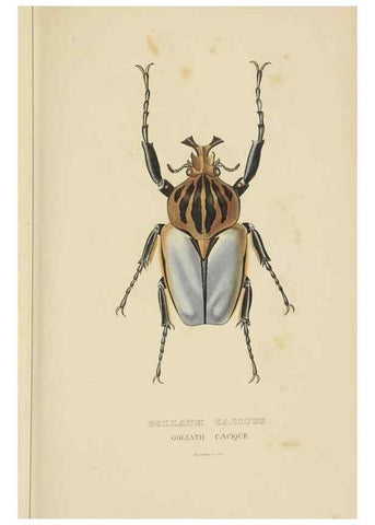 Reproducción/Reproduction 9371255262: Dictionnaire classique des sciences naturelles :. Brussels :Meline, Cans et Ce.,1853.