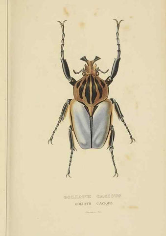 Reproducción/Reproduction 9371255262: Dictionnaire classique des sciences naturelles :. Brussels :Meline, Cans et Ce.,1853.
