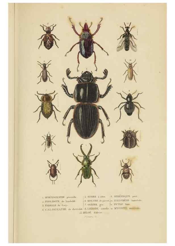 Reproducción/Reproduction 9368477465: Dictionnaire classique des sciences naturelles :. Brussels :Meline, Cans et Ce.,1853.