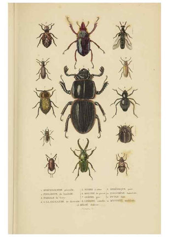 Reproducción/Reproduction 9368477465: Dictionnaire classique des sciences naturelles :. Brussels :Meline, Cans et Ce.,1853.