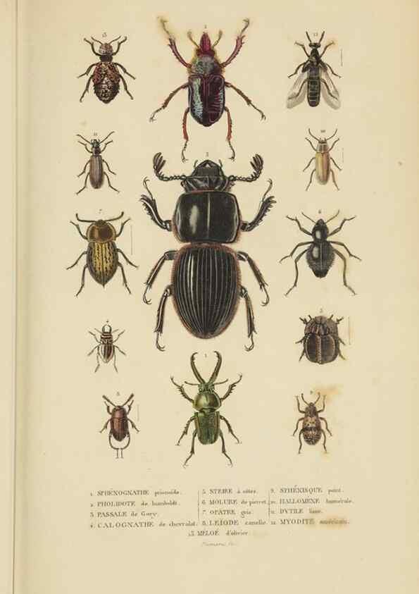 Reproducción/Reproduction 9368477465: Dictionnaire classique des sciences naturelles :. Brussels :Meline, Cans et Ce.,1853.