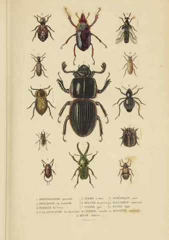Reproducción/Reproduction 9368477465: Dictionnaire classique des sciences naturelles :. Brussels :Meline, Cans et Ce.,1853.