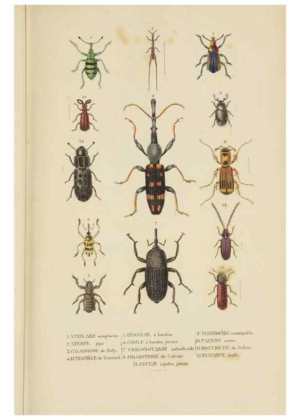 Reproducción/Reproduction 9371257180: Dictionnaire classique des sciences naturelles :. Brussels :Meline, Cans et Ce.,1853.