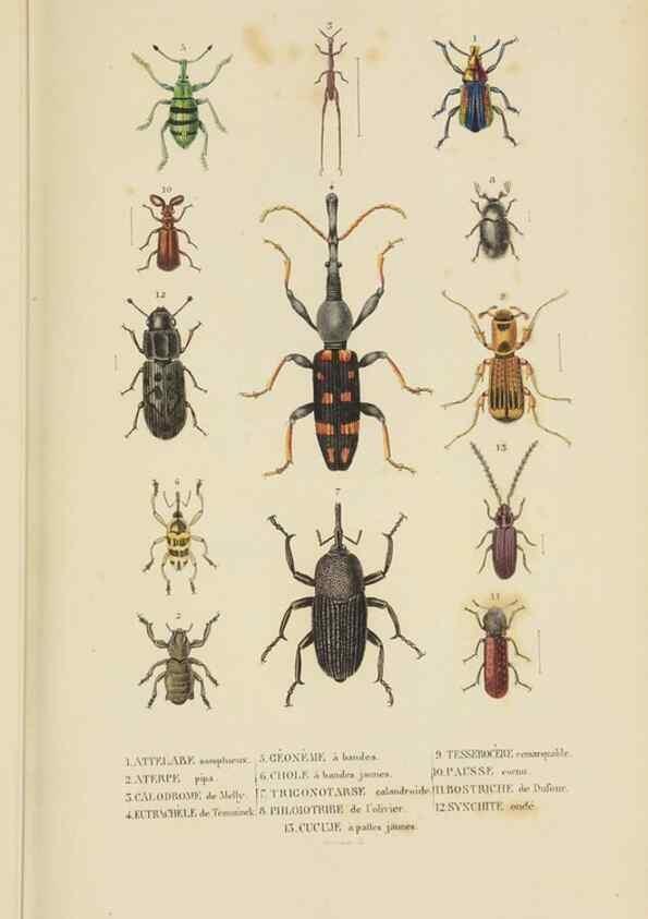 Reproducción/Reproduction 9371257180: Dictionnaire classique des sciences naturelles :. Brussels :Meline, Cans et Ce.,1853.