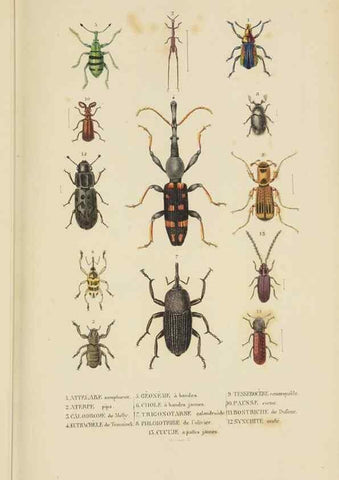 Reproducción/Reproduction 9371257180: Dictionnaire classique des sciences naturelles :. Brussels :Meline, Cans et Ce.,1853.