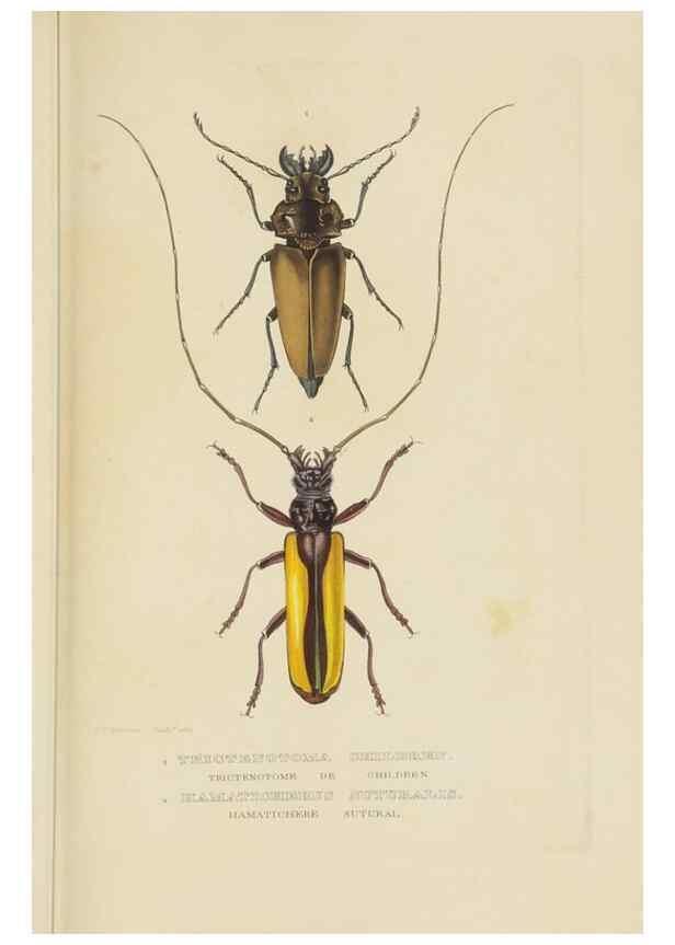 Reproducción/Reproduction 9368479049: Dictionnaire classique des sciences naturelles :. Brussels :Meline, Cans et Ce.,1853.