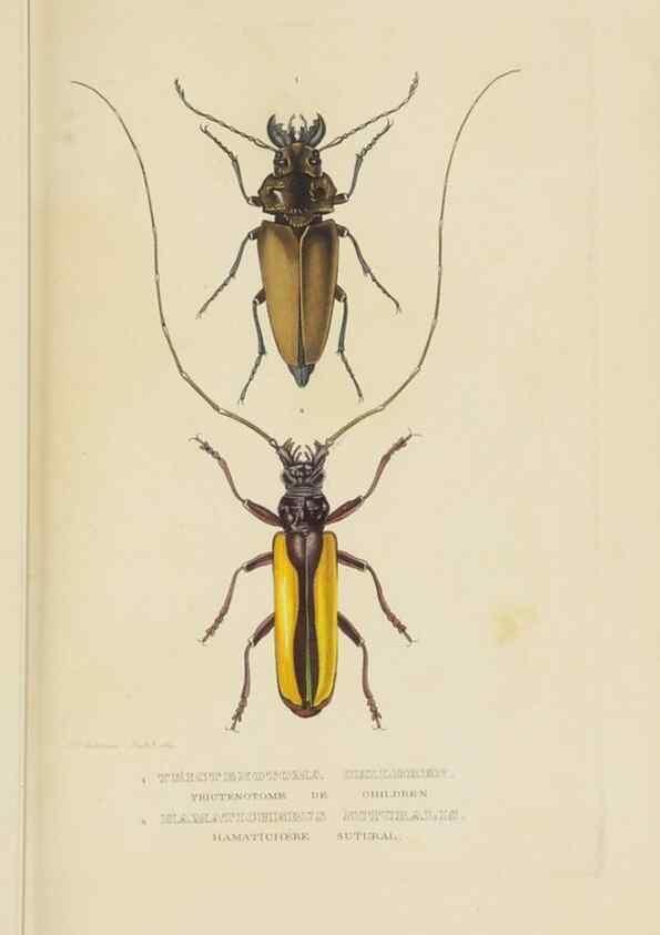Reproducción/Reproduction 9368479049: Dictionnaire classique des sciences naturelles :. Brussels :Meline, Cans et Ce.,1853.