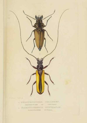 Reproducción/Reproduction 9368479049: Dictionnaire classique des sciences naturelles :. Brussels :Meline, Cans et Ce.,1853.