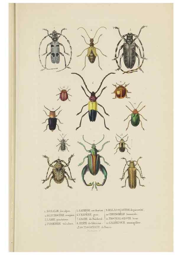 Reproducción/Reproduction 9371258774: Dictionnaire classique des sciences naturelles :. Brussels :Meline, Cans et Ce.,1853.