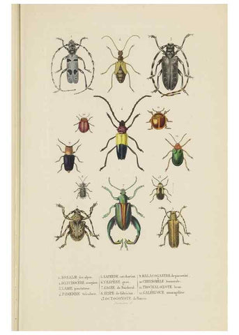 Reproducción/Reproduction 9371258774: Dictionnaire classique des sciences naturelles :. Brussels :Meline, Cans et Ce.,1853.