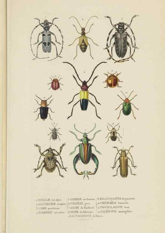 Reproducción/Reproduction 9371258774: Dictionnaire classique des sciences naturelles :. Brussels :Meline, Cans et Ce.,1853.