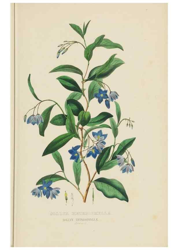 Reproducción/Reproduction 9368507269: Dictionnaire classique des sciences naturelles :. Brussels :Meline, Cans et Ce.,1853.