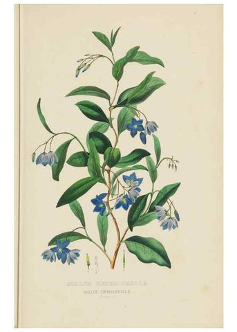 Reproducción/Reproduction 9368507269: Dictionnaire classique des sciences naturelles :. Brussels :Meline, Cans et Ce.,1853.