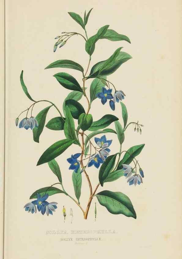 Reproducción/Reproduction 9368507269: Dictionnaire classique des sciences naturelles :. Brussels :Meline, Cans et Ce.,1853.