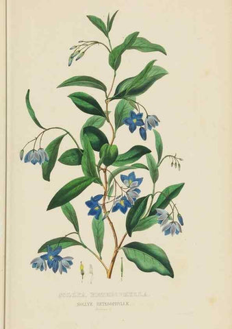 Reproducción/Reproduction 9368507269: Dictionnaire classique des sciences naturelles :. Brussels :Meline, Cans et Ce.,1853.