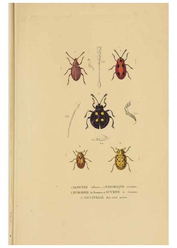 Reproducción/Reproduction 9368480767: Dictionnaire classique des sciences naturelles :. Brussels :Meline, Cans et Ce.,1853.