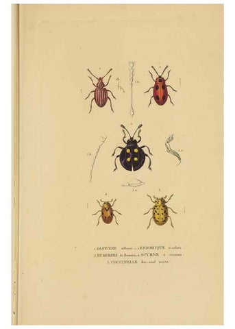 Reproducción/Reproduction 9368480767: Dictionnaire classique des sciences naturelles :. Brussels :Meline, Cans et Ce.,1853.