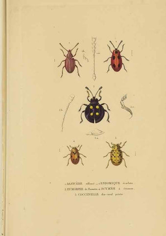 Reproducción/Reproduction 9368480767: Dictionnaire classique des sciences naturelles :. Brussels :Meline, Cans et Ce.,1853.