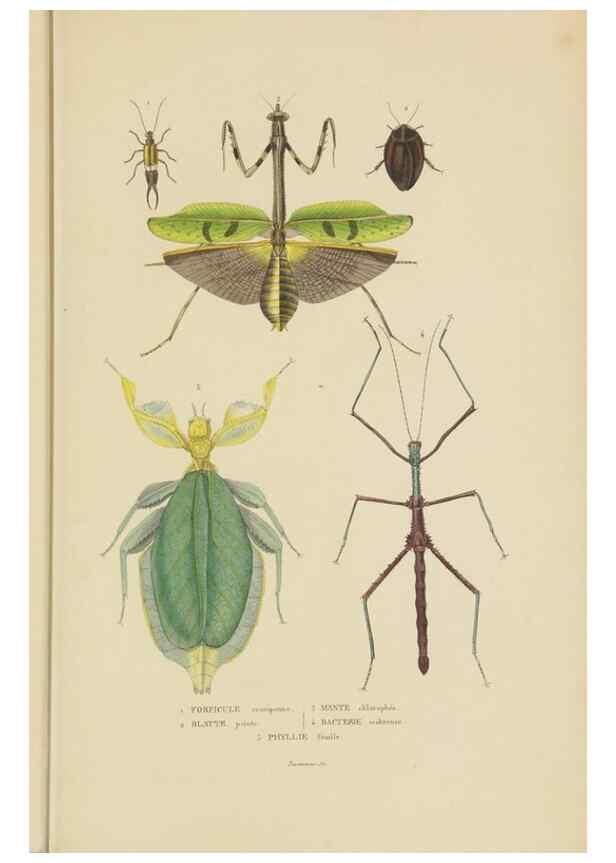 Reproducción/Reproduction 9371261128: Dictionnaire classique des sciences naturelles :. Brussels :Meline, Cans et Ce.,1853.