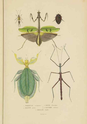 Reproducción/Reproduction 9371261128: Dictionnaire classique des sciences naturelles :. Brussels :Meline, Cans et Ce.,1853.