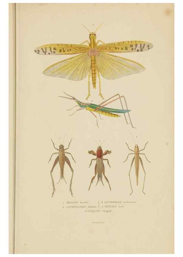 Reproducción/Reproduction 9368483039: Dictionnaire classique des sciences naturelles :. Brussels :Meline, Cans et Ce.,1853.