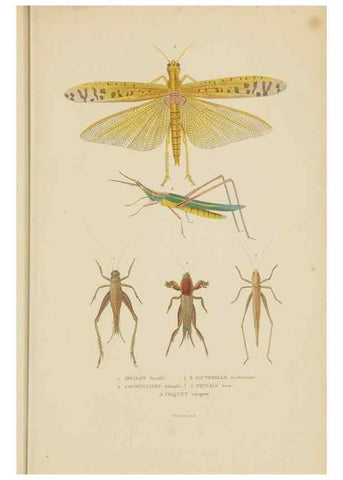 Reproducción/Reproduction 9368483039: Dictionnaire classique des sciences naturelles :. Brussels :Meline, Cans et Ce.,1853.