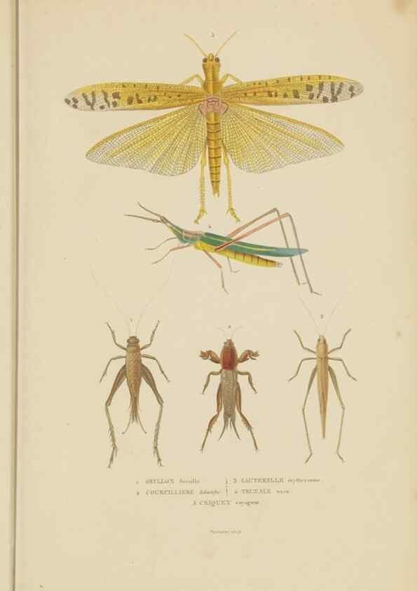 Reproducción/Reproduction 9368483039: Dictionnaire classique des sciences naturelles :. Brussels :Meline, Cans et Ce.,1853.